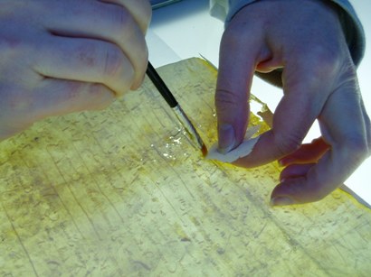 Image of a conservator applying a gelatine adhesive solution to the pared edge of a parchment repair piece